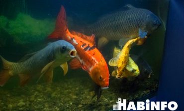 Музей в аквариуме: где в Хабаровске можно увидеть доступную рыбу