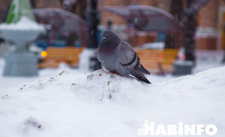 Новые законы 2018 года, или Что ждет хабаровчан в январе?
