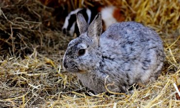 Кролик по цене шиншиллы, или Как в Хабаровске обманывают покупателей меховых изделий