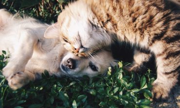 Кошка с собакой - почему их мир не берет