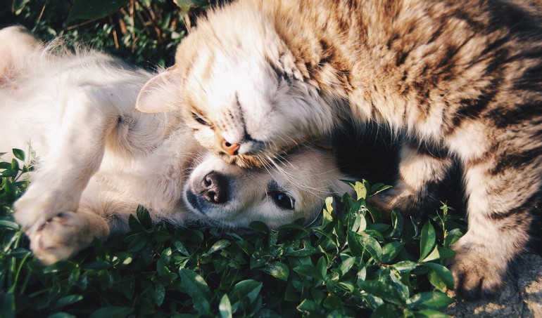 Кошка с собакой — почему их мир не берет
