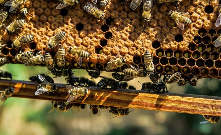 Пчелы вне закона: выйдут ли хабаровские пасечники из тени?