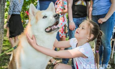 «Джакузи с мопсами» и многочисленные селфи: акция «Собака-обнимака» в Хабаровске