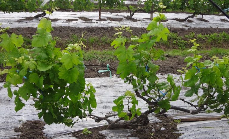 Летние зеленые операции в винограднике Приморья