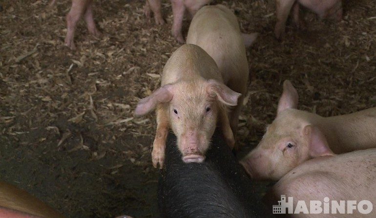 Спасённая свиноферма: личный опыт одного крестьянско-фермерского хозяйства