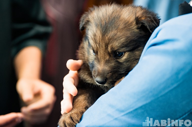 Зоозащита серпухов официальный сайт фото собаки