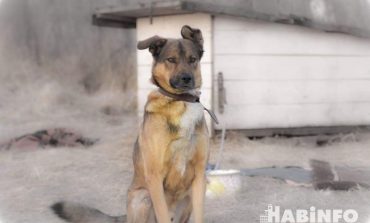Всем по наморднику: новый закон об обращении с животными вступил в силу