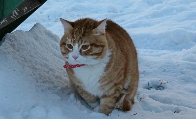 Дед Мороз обиделся, или Когда в Хабаровске выпадет снег