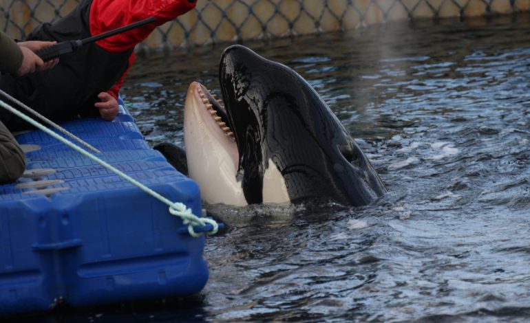 Тюрьма китового режима: хабаровских зоозащитников обвинили в получении денег «от госдепа»