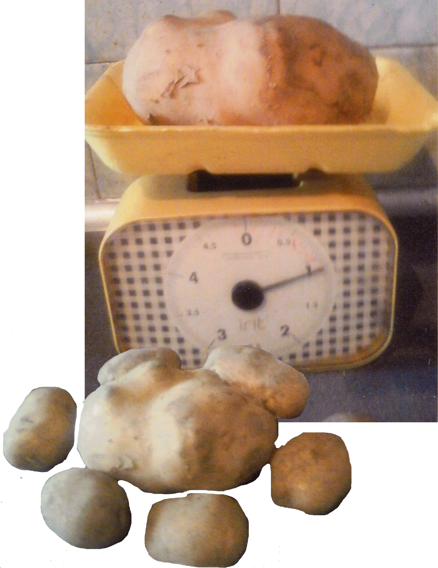 выращивать картофель 1