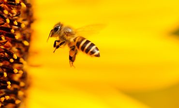 От хабаровских пчеловодов хотят промышленных объемов