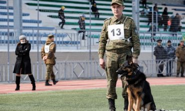 Собачье многоборье: как в Хабаровске прошёл дальневосточный турнир кинологов