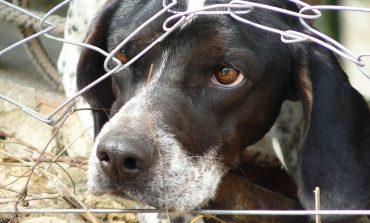 Где в Хабаровском крае взять 30 миллионов на бродячих собак