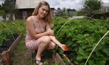 Дача молодости не помеха: тридцатилетняя хабаровчанка выращивает экоклубнику