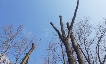 Рубить тополя: как добиться сноса старых деревьев