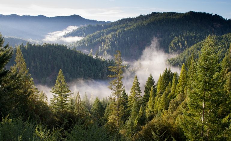 Теплицы раздора: управление лесами края хочет «отжать» бизнес инвестора?
