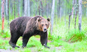Медведи на тропе войны: непрошеные гости всё чаще выходят в «люди»