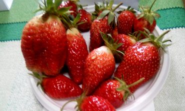 Самая желанная ягода: земляничная выставка прошла в «Дачном счастье»