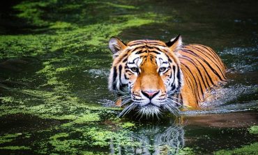 Амурских тигров на охраняемых территориях достаточно: «Заповедное Приамурье» подвело итоги 2020 года