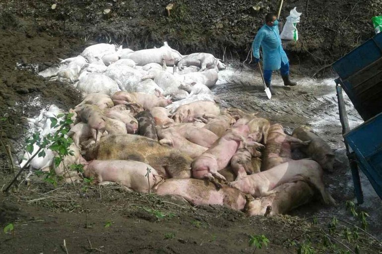 африканская чума свиней