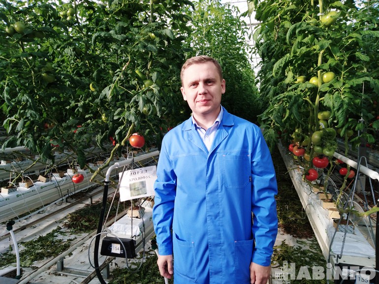 лучшие томаты 2019