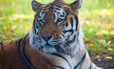 Амурский тигр – под защитой государства и Президента