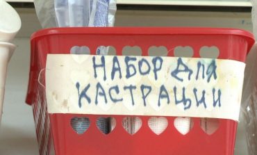 Кто в Хабаровске стерилизует бродячих животных