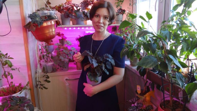 бегония домашняя