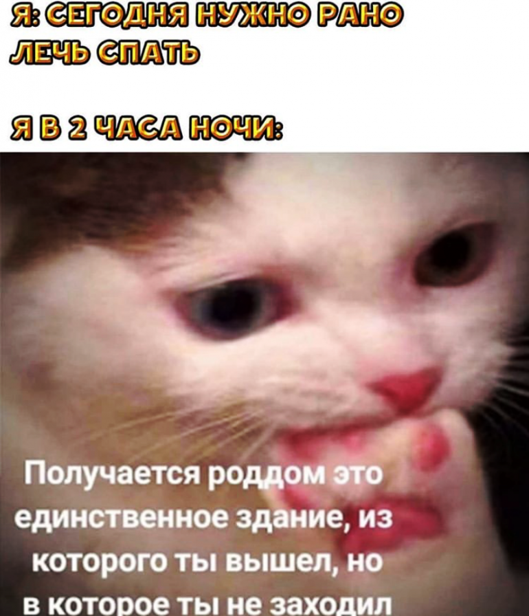 Мемы с котами: Наташ, почему мы такие милые?