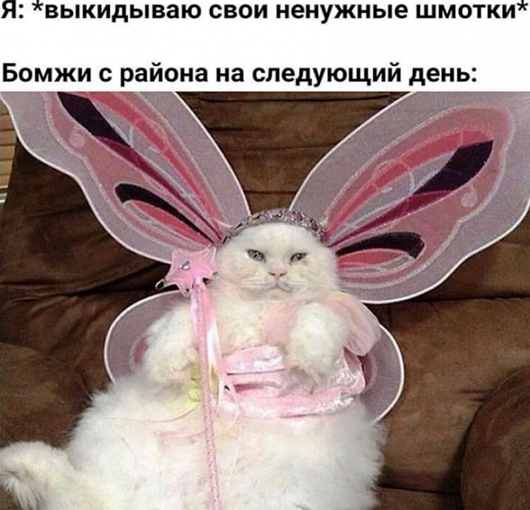 Мемы с котами: Наташ, почему мы такие милые?