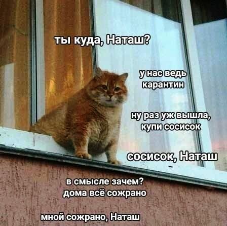 Мемы с котами: Наташ, почему мы такие милые?