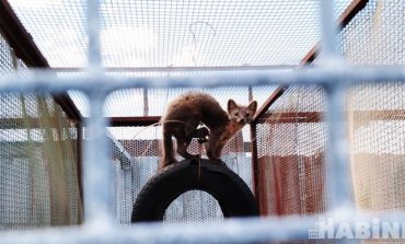 Льву – мясо, а кроликам – капуста: зоосаду в посёлке Гаровка нужна помощь