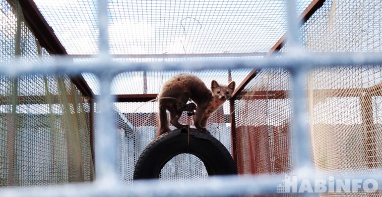 Льву – мясо, а кроликам – капуста: зоосаду в посёлке Гаровка нужна помощь
