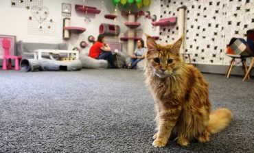 Кошкин дом или кафе: новое место для любителей мурчащих