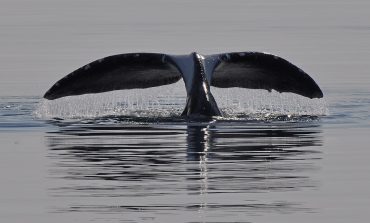 Первая победа: проект «китового туризма» Хабаровского края вошёл в топ-34 по стране
