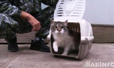 Зачем отлавливать и стерилизовать бездомных кошек в Хабаровске
