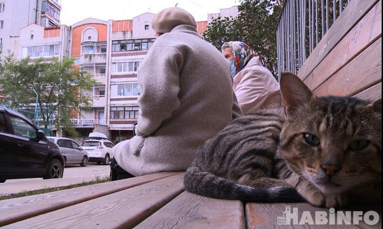 Зачем отлавливать и стерилизовать бездомных кошек в Хабаровске