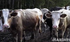 Больше коровников: в Хабаровском крае пытаются увеличить молочное производство