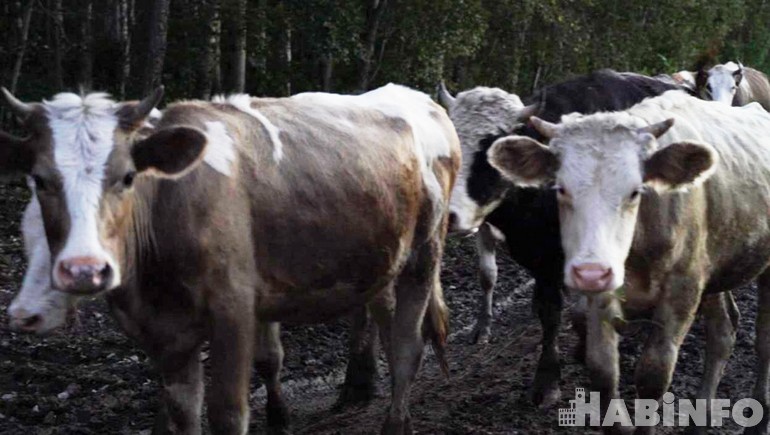 Больше коровников: в Хабаровском крае пытаются увеличить молочное производство