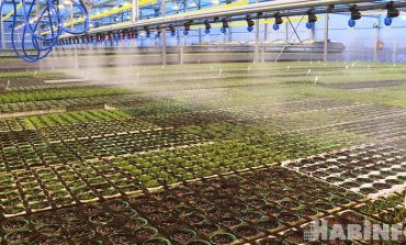 Амарант, пак-чой и базилик: как в крае выращивают зелень