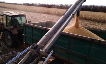 Дела кукурузные: как обстоят дела с урожаем в Хабаровском крае