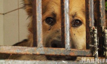 «Бродяги» за решёткой: в Хабаровске приютили безнадзорных животных