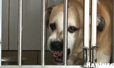 Агрессивных собак всё больше, а деньги на отлов безнадзорных животных заканчиваются