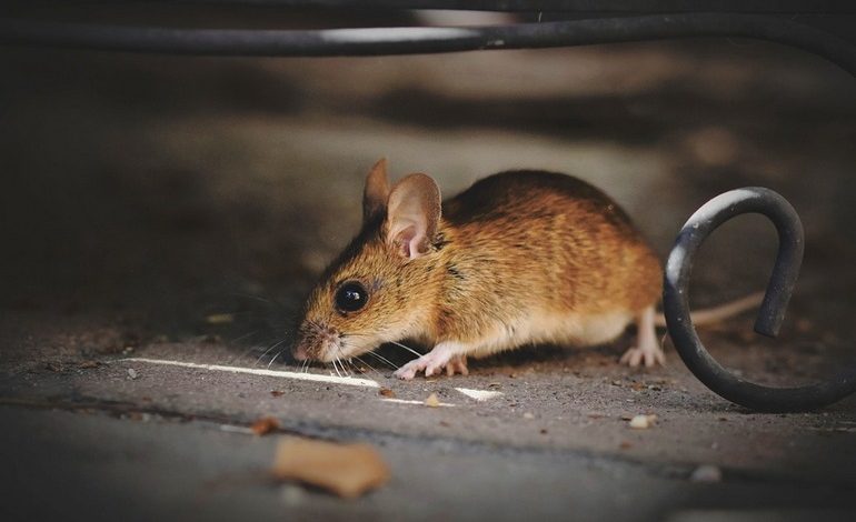 Как не заразиться «мышиными болезнями» на даче