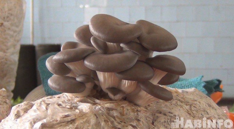 выращивание грибов