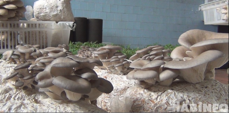 Олег Федорович: выращивание грибов в домашних условиях