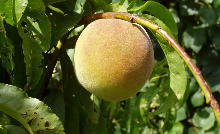 Опасный вредитель — персиковая плодожорка