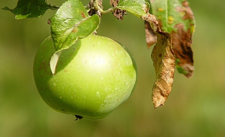 Почему яблоки гниют прямо на дереве: как спасти урожай