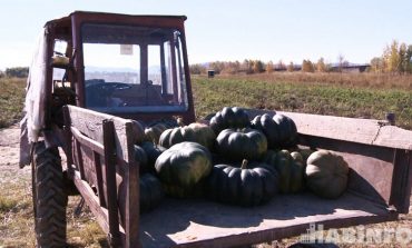Картошки мало, догонимся тыквой: хабаровские аграрии собирают урожай