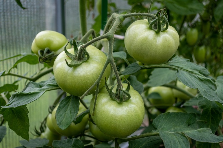 Что делать если помидоры недозрели?